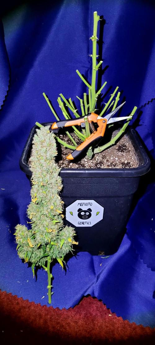 Mephisto Major Toke. Week 14