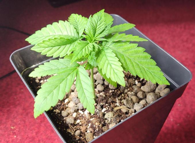 Mephisto Apollo Haze. Week 2 - 15.07.
