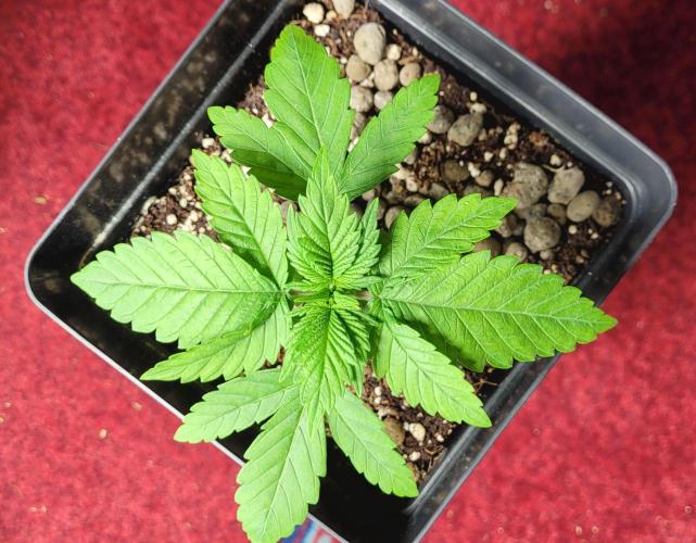 Mephisto Apollo Haze. Week 2 - 15.07.