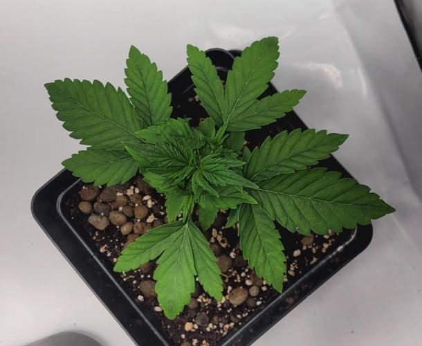 Mephisto Apollo Haze. Week 3