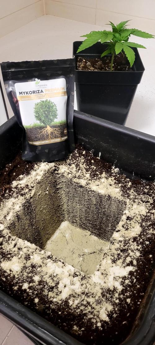 Mephisto Apollo Haze. Week 3