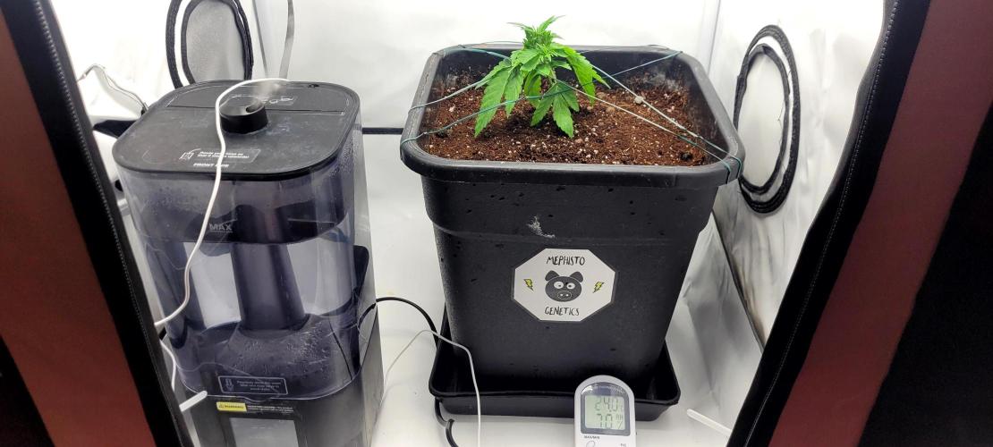 Mephisto Apollo Haze. Week 3