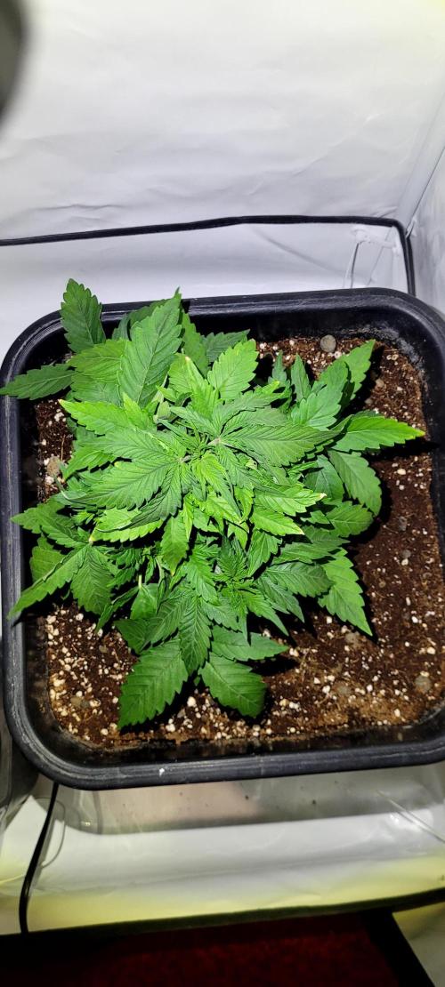 Mephisto Apollo Haze. Week 4 - 23.07.