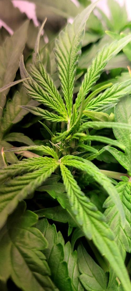 Mephisto Apollo Haze. Week 5 - 30.07.
