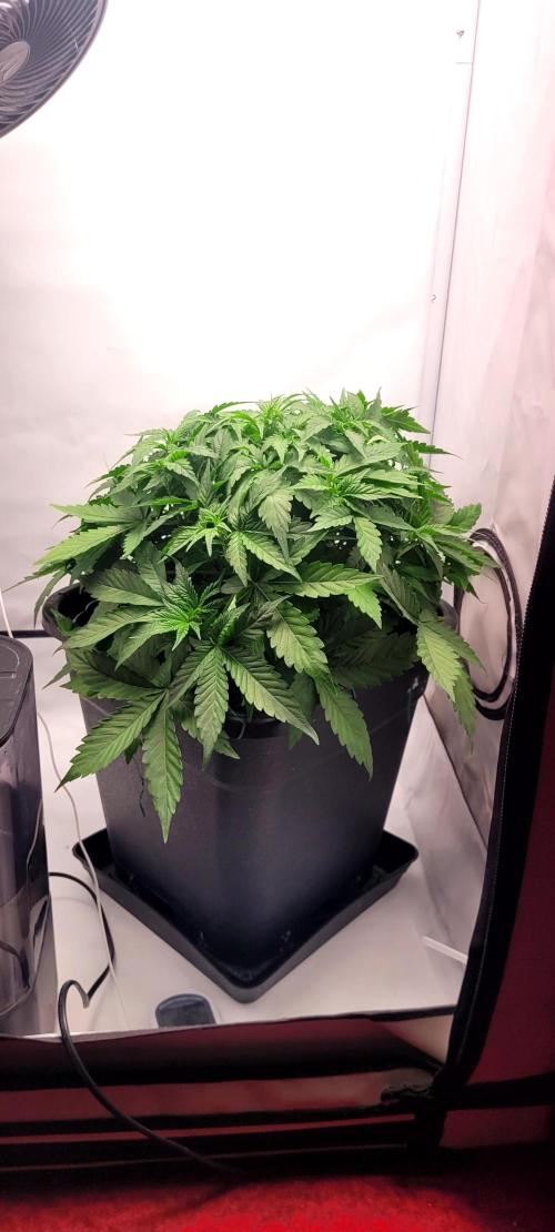 Mephisto Apollo Haze. Week 5 - 30.07.