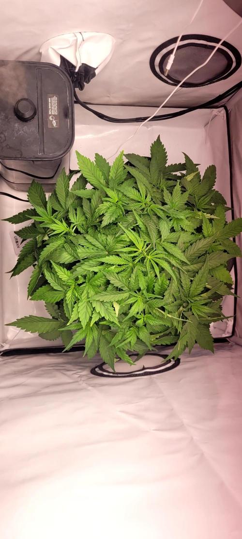 Mephisto Apollo Haze. Week 5 - 30.07.
