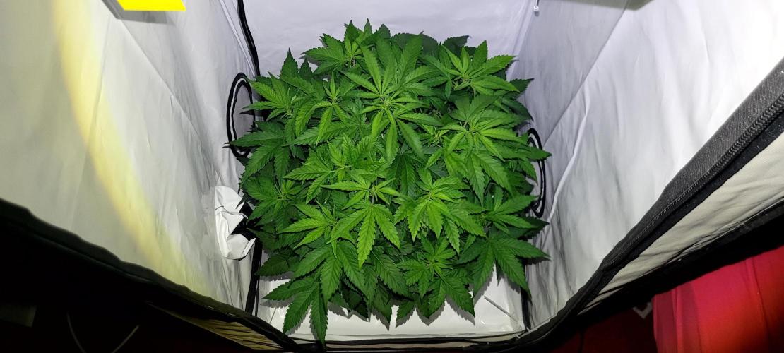 Mephisto Apollo Haze. Week 6 - 05.08
