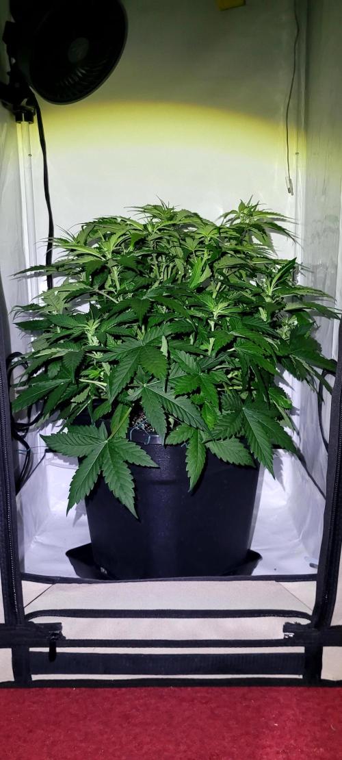 Mephisto Apollo Haze. Week 6 - 05.08