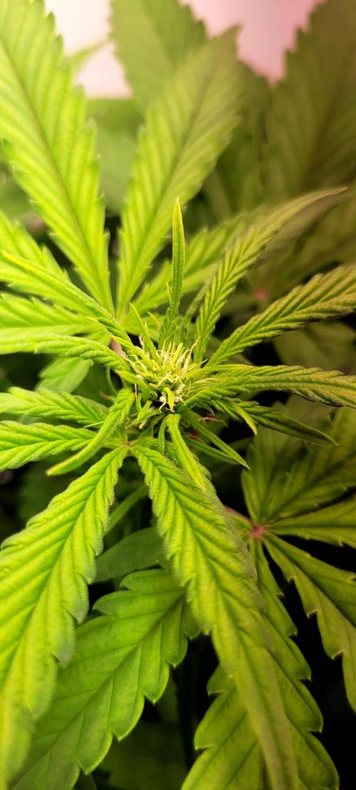 Mephisto Apollo Haze. Week 6