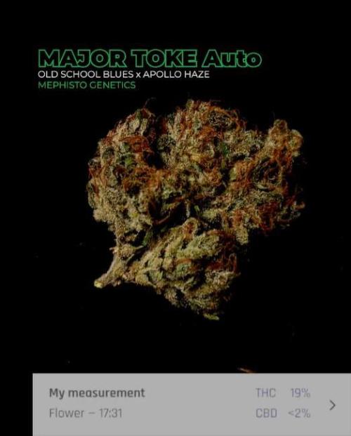 Mephisto Major Toke. Week 14 - Měření 
