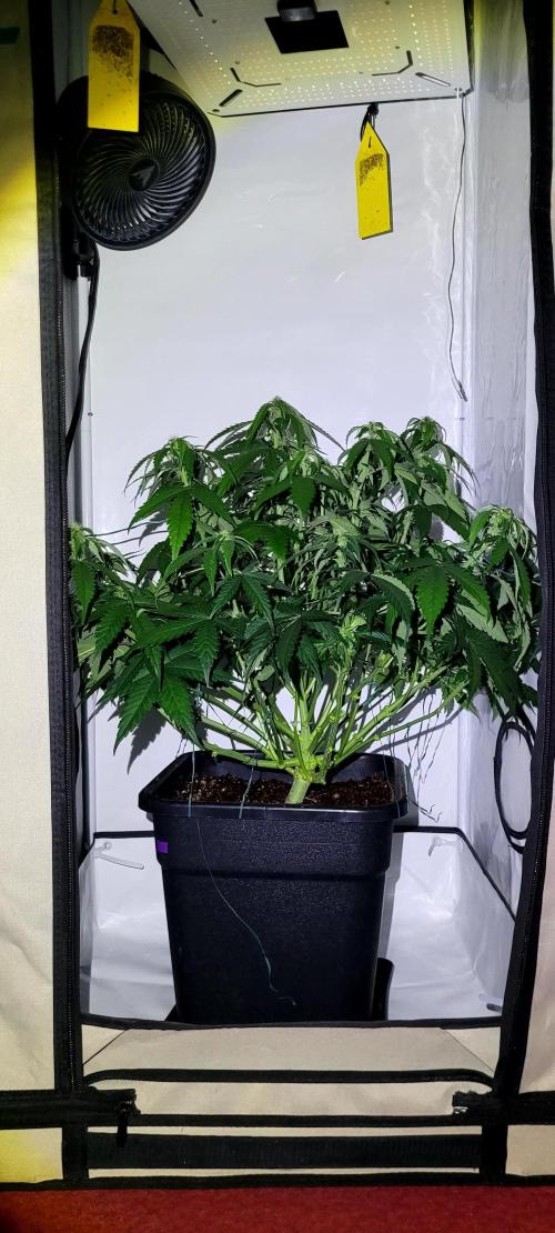 Mephisto Apollo Haze. Week 7 - po defo. 12.08.