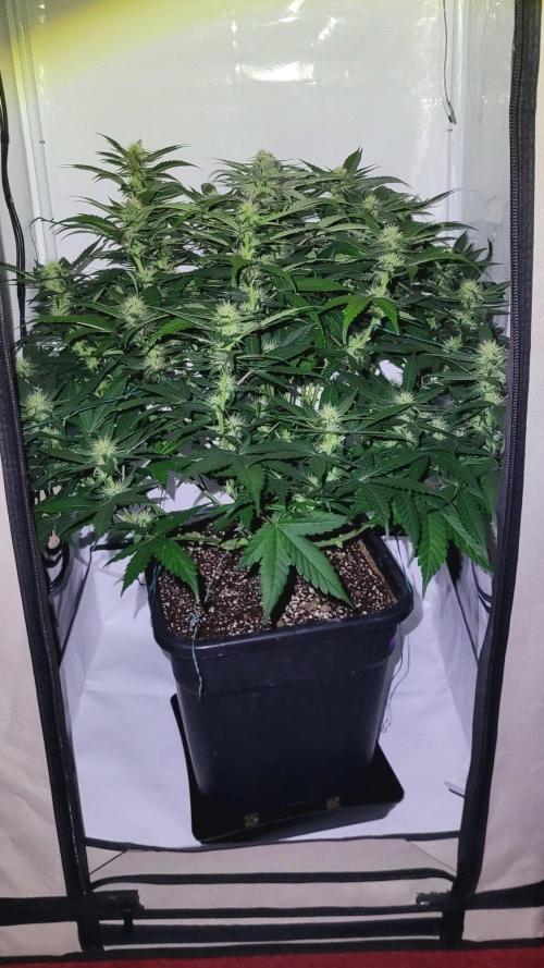 Mephisto Apollo Haze. Week 8