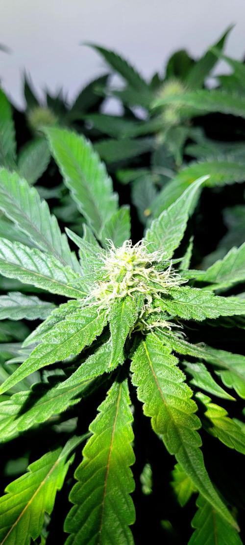 Mephisto Apollo Haze. Week 8