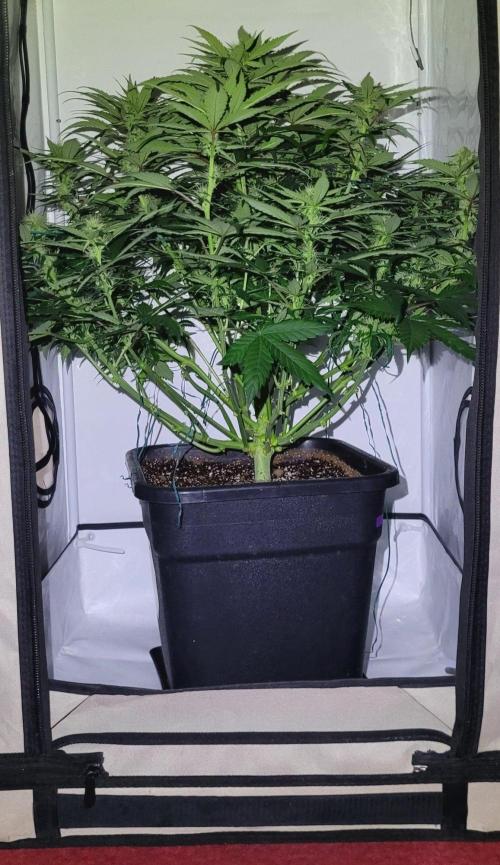 Mephisto Apollo Haze. Week 8
