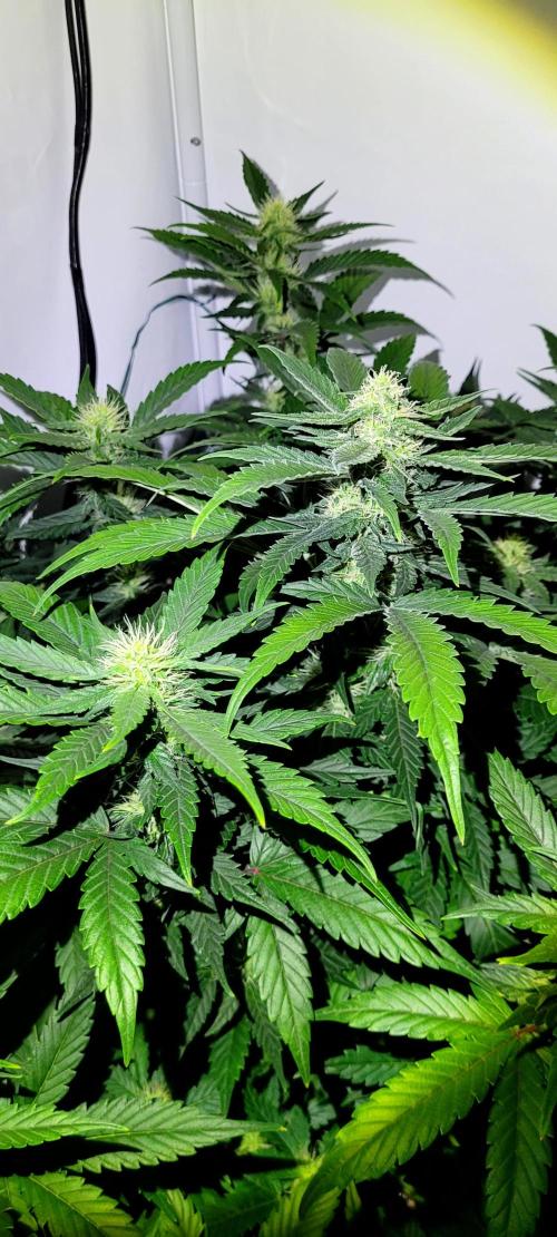 Mephisto Apollo Haze. Week 8
