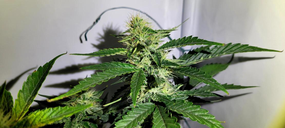 Mephisto Apollo Haze. Week 9