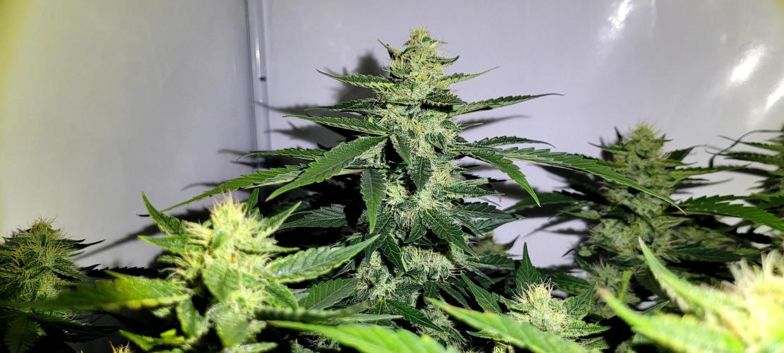 Mephisto Apollo Haze. Week 9