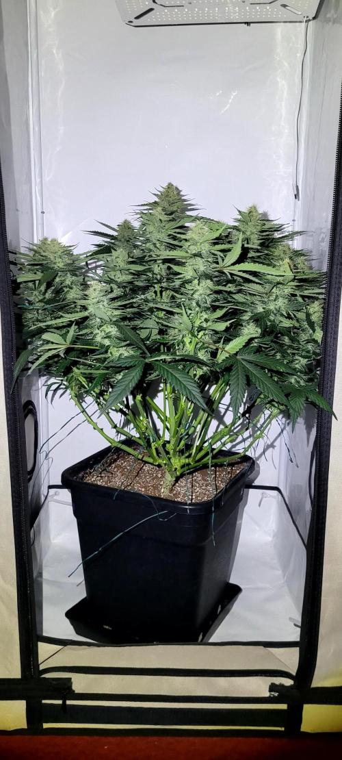Mephisto Apollo Haze. Week 9