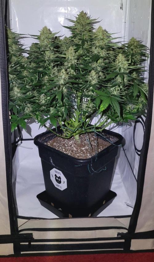 Mephisto Apollo Haze. Week 10