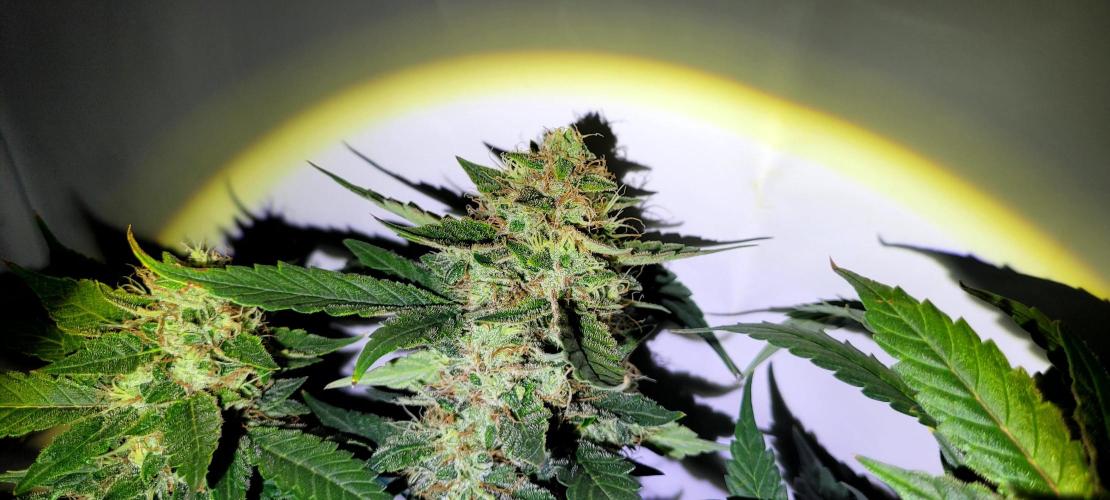 Mephisto Apollo Haze. Week 10