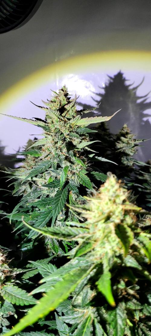 Mephisto Apollo Haze. Week 10