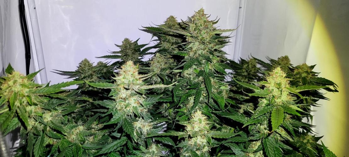 Mephisto Apollo Haze. Week 10