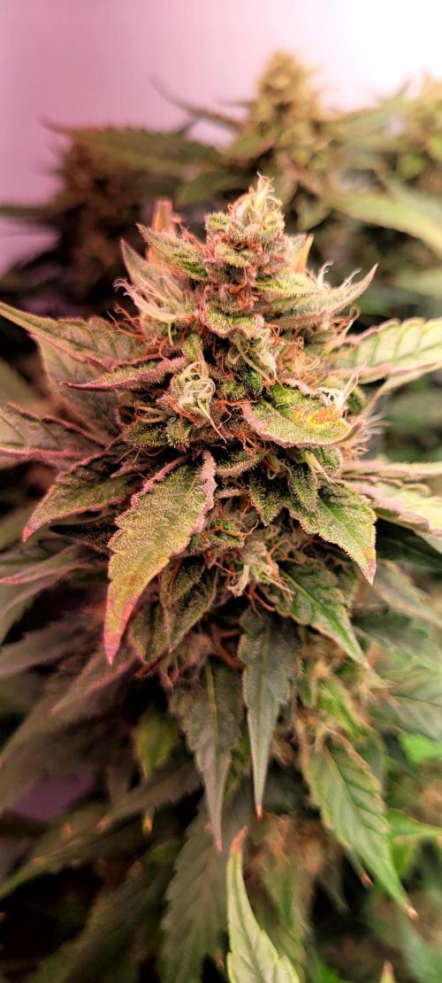 Mephisto Apollo Haze. Week 10