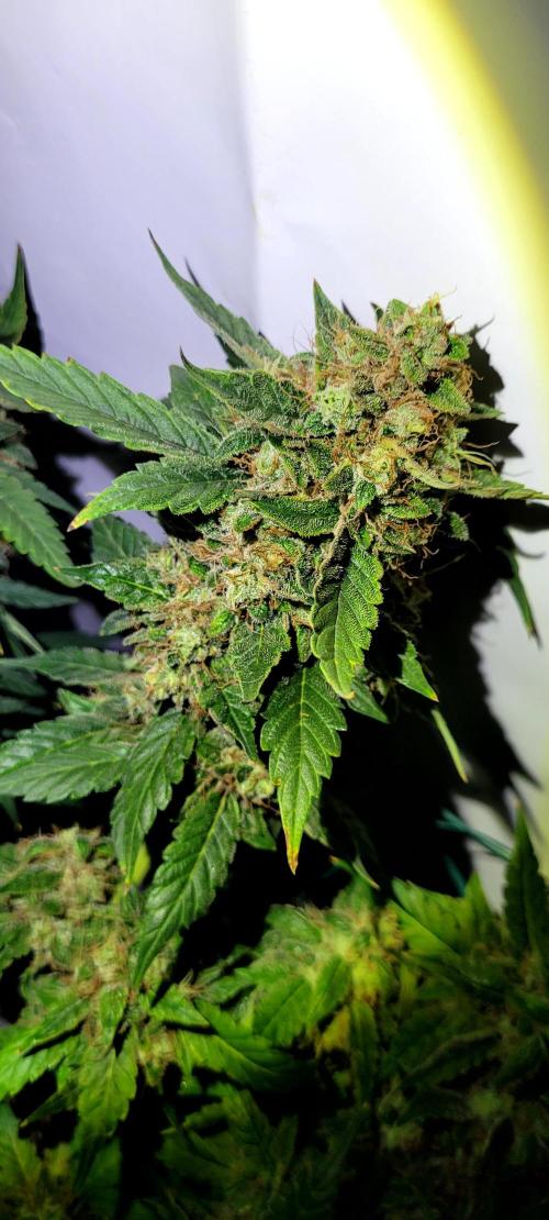 Mephisto Apollo Haze. Week 11