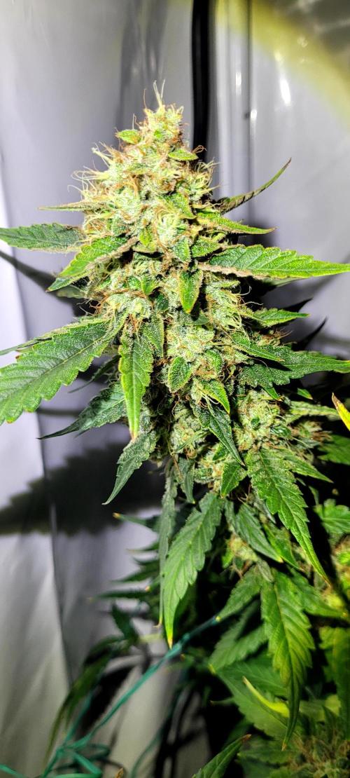 Mephisto Apollo Haze. Week 11