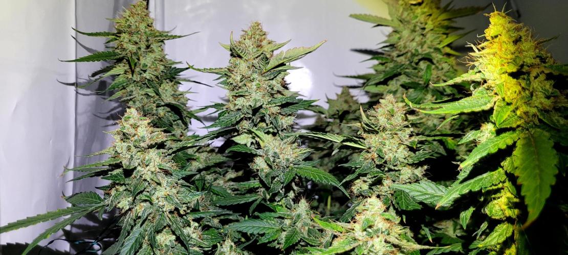 Mephisto Apollo Haze. Week 11