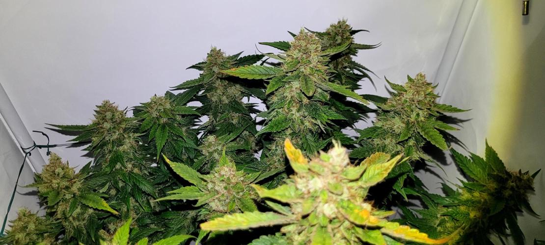 Mephisto Apollo Haze. Week 11