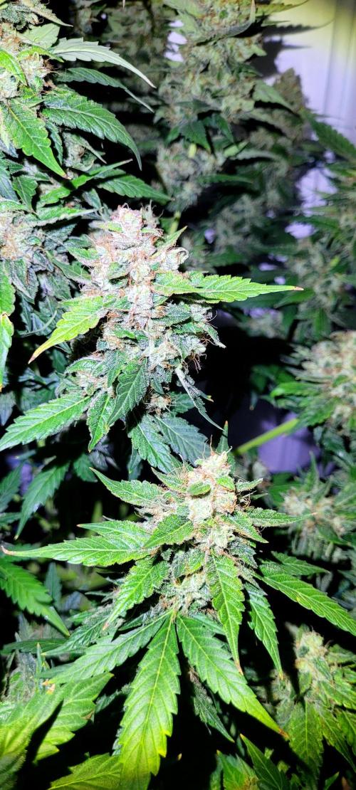 Mephisto Apollo Haze. Week 11