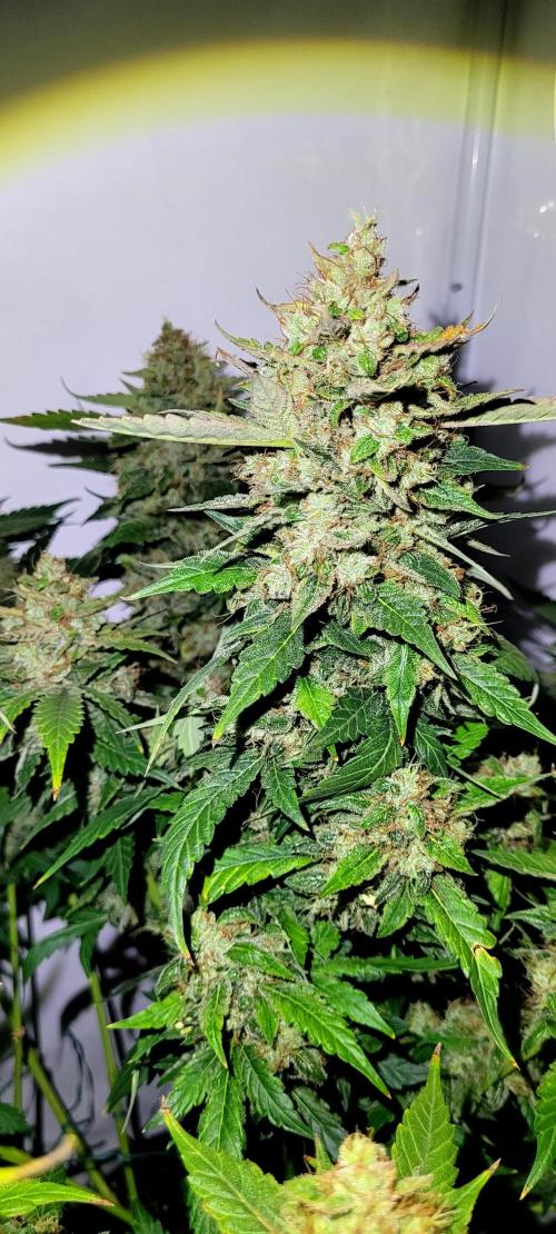 Mephisto Apollo Haze. Week 11