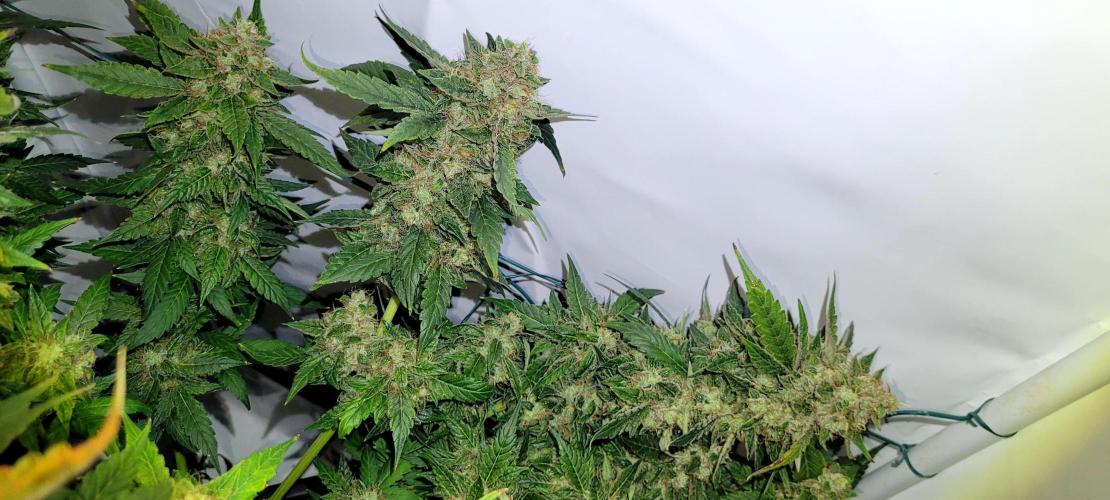 Mephisto Apollo Haze. Week 11
