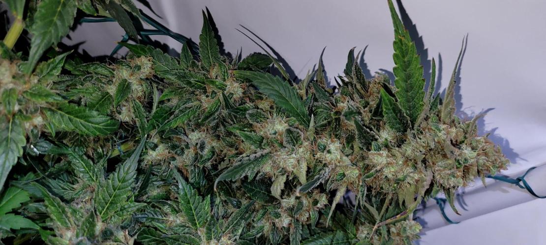 Mephisto Apollo Haze. Week 11