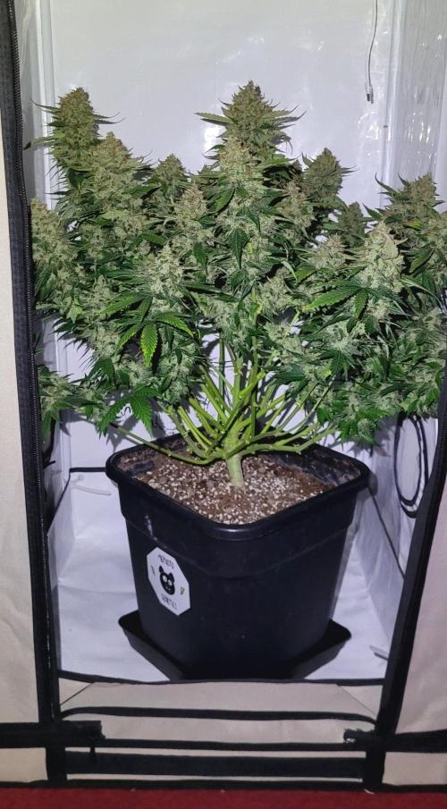 Mephisto Apollo Haze. Week 12