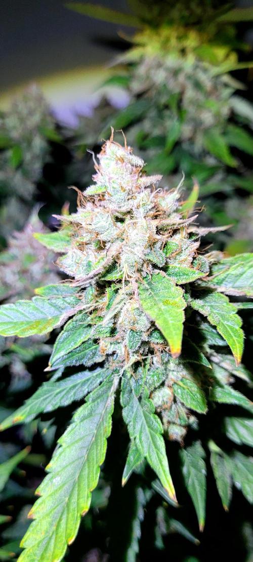 Mephisto Apollo Haze. Week 12