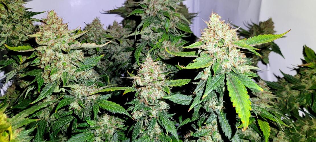 Mephisto Apollo Haze. Week 12