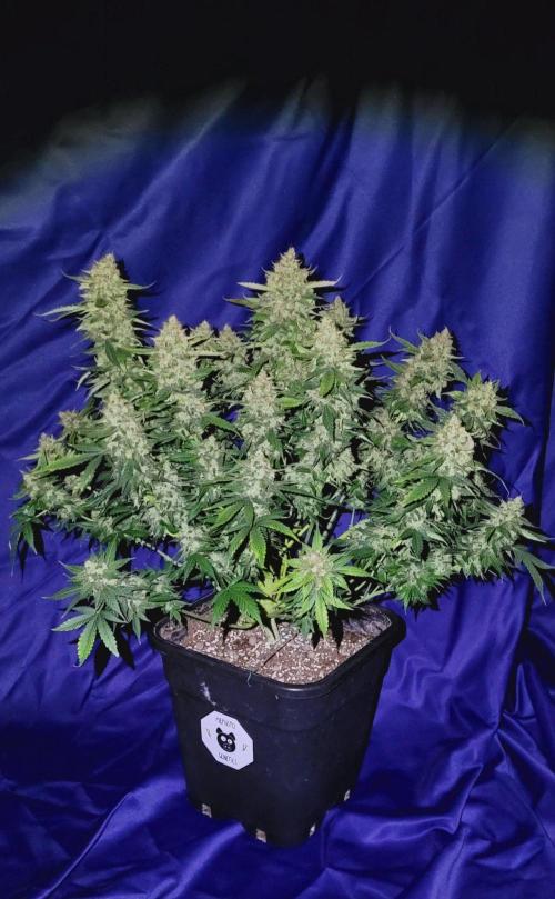 Mephisto Apollo Haze. Week 12