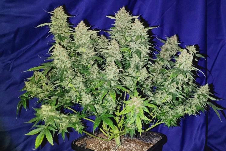 Mephisto Apollo Haze. Week 12