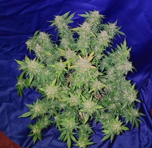 Mephisto Apollo Haze. Week 12