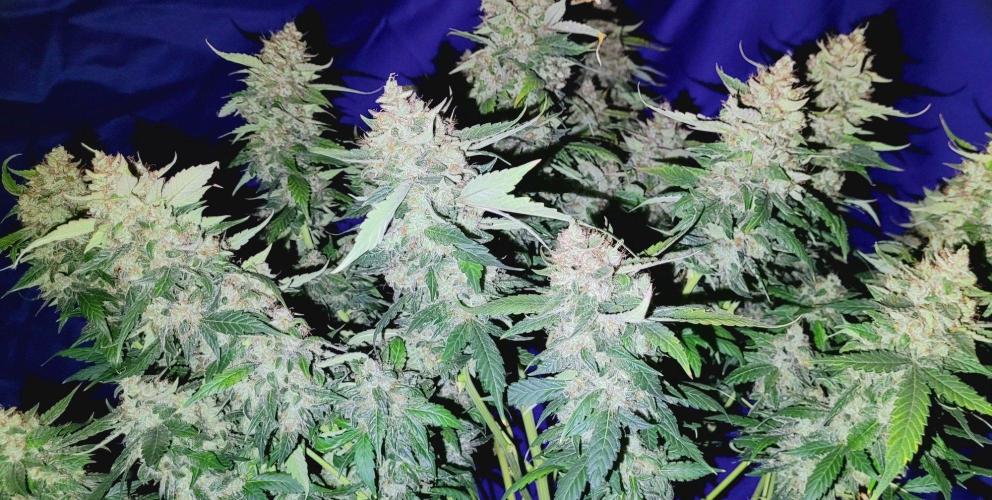 Mephisto Apollo Haze. Week 12