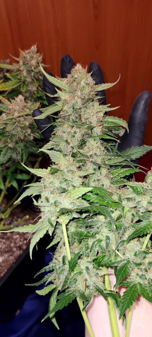 Mephisto Apollo Haze. Week 12