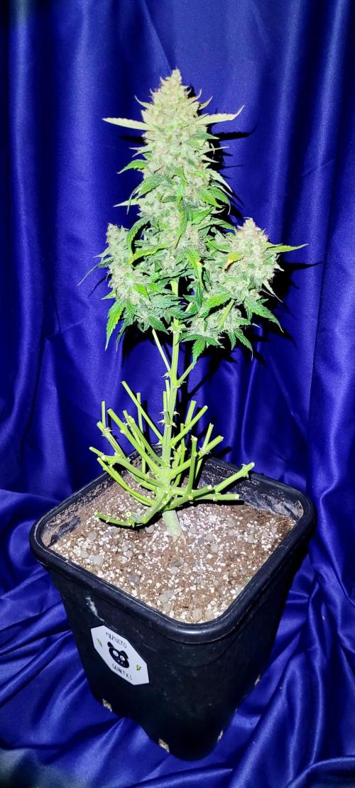 Mephisto Apollo Haze. Week 12