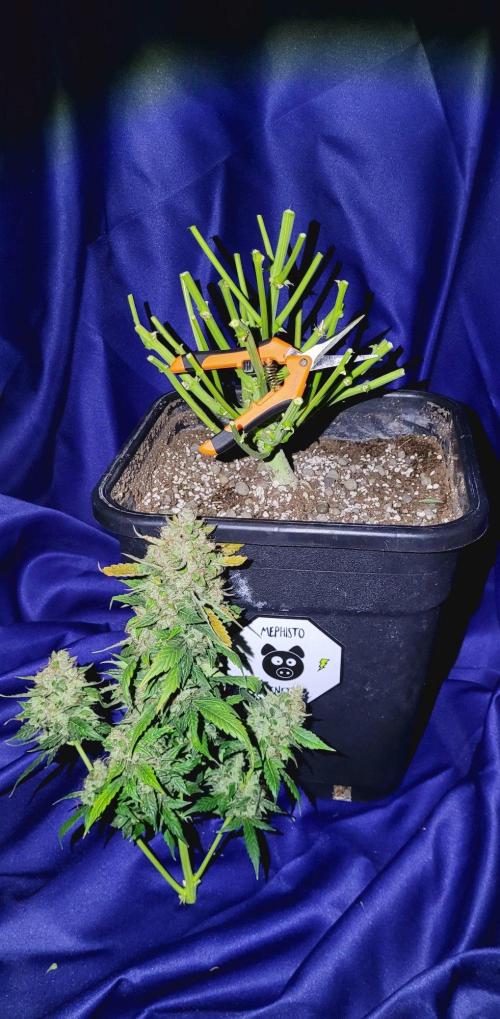 Mephisto Apollo Haze. Week 12