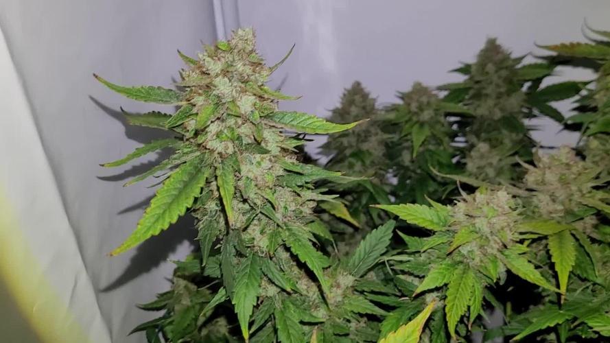 Mephisto Apollo Haze