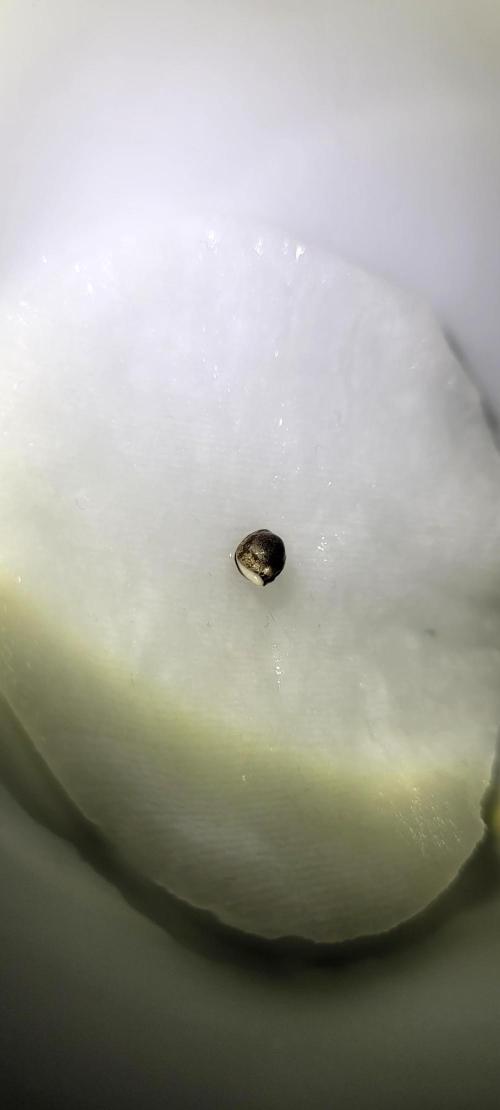 Mephisto Guava Fig. Week 0