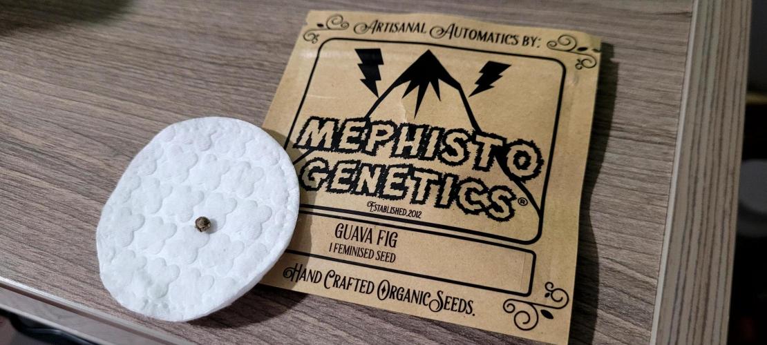 Mephisto Guava Fig. Week 0