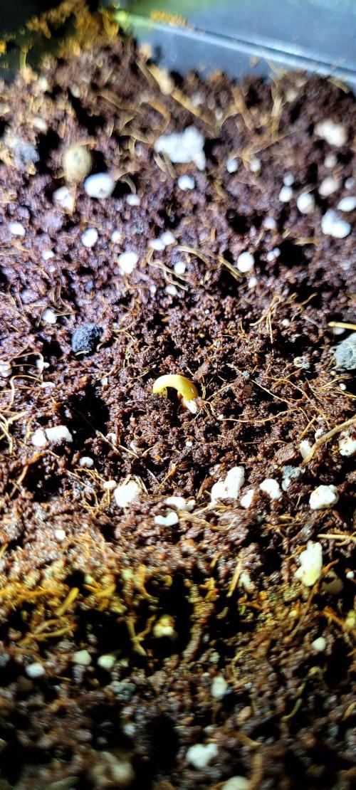 Mephisto Guava Fig. Week 0