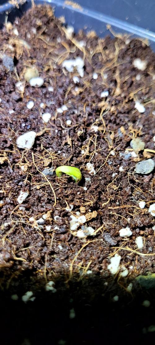 Mephisto Guava Fig. Week 0